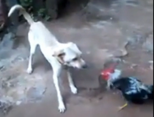 rooster_chasing_dog
