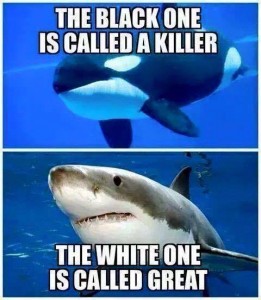 Killer Whale and Shark